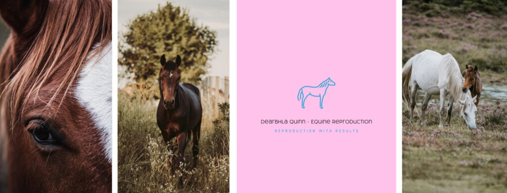 Dearbhla Quinn Equine Reproduction